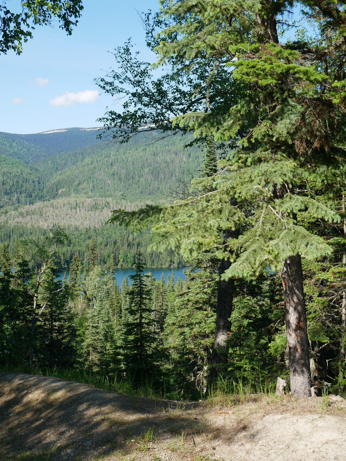 Picnics & Plant identification: A morning in the woods with the Canadian Rangers.