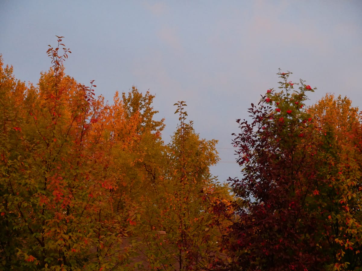 Autumn daze: Smoker, Salt blends & Sylvatherapy⋆☕︎