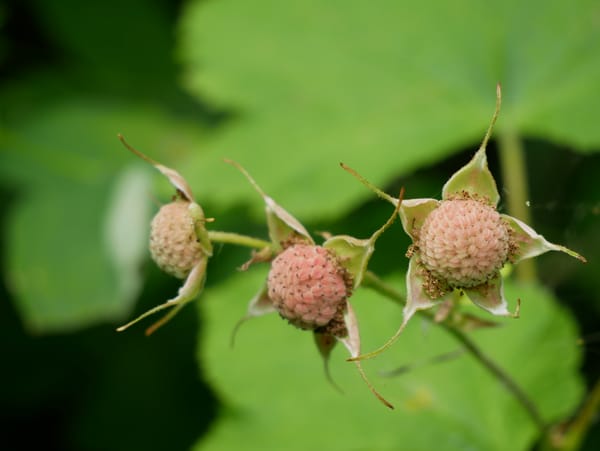 A field note for late Summer..